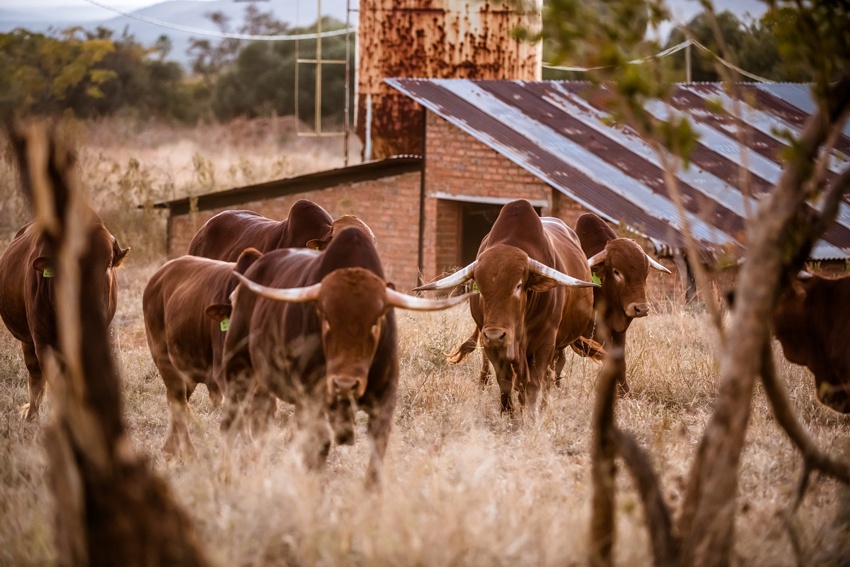 Afrikaner Bees 2