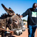 Donkeys SA Good News Donkeys SA Good News